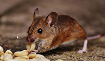 24 Hour & Emergency Exterminators in Sabot, VA
